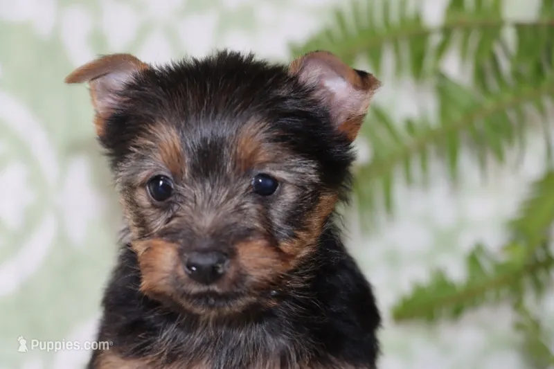 Angie, a female Yorkshire Terrier for sale in Nappanee, IN – 1 of 4