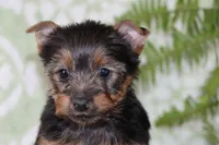 Angie, a female Yorkshire Terrier for sale in Nappanee, IN – 1 of 4