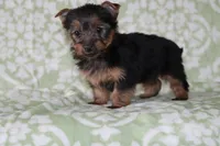 Angie, a female Yorkshire Terrier for sale in Nappanee, IN – 3 of 4
