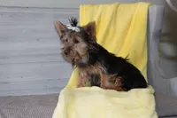 Angie, a female Yorkshire Terrier for sale in Nappanee, IN – 3 of 4