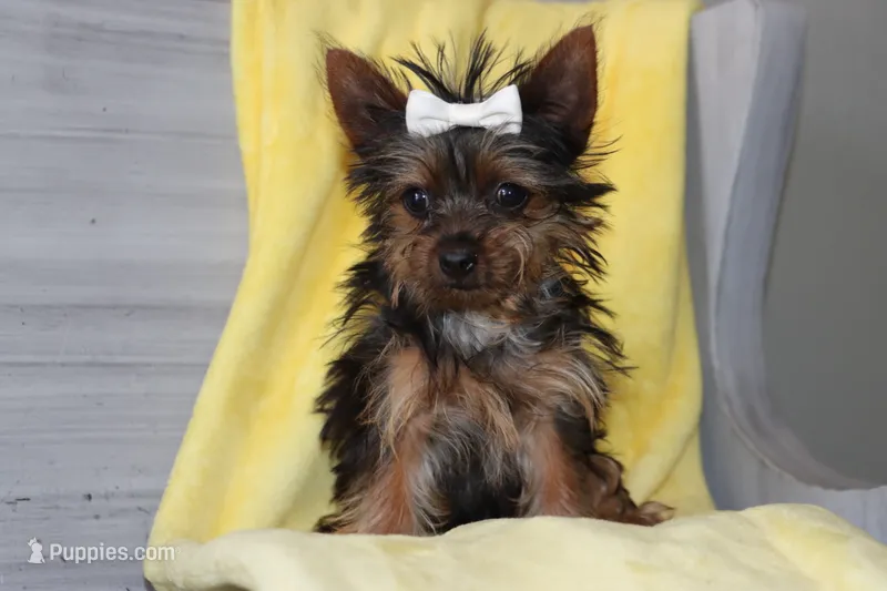 Bessie – Yorkshire Terrier puppy for sale in Nappanee, IN