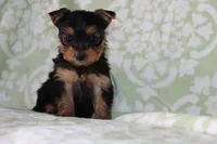 Alice , a female Yorkshire Terrier for sale in Nappanee, IN – 2 of 4
