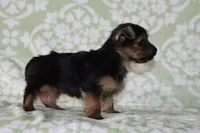 Annie, a female Yorkshire Terrier for sale in Nappanee, IN – 2 of 4