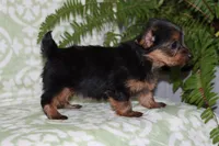 Angie, a female Yorkshire Terrier for sale in Nappanee, IN – 4 of 4