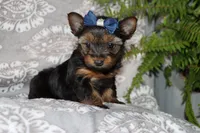Bailey, a female Yorkshire Terrier for sale in Nappanee, IN – 4 of 4