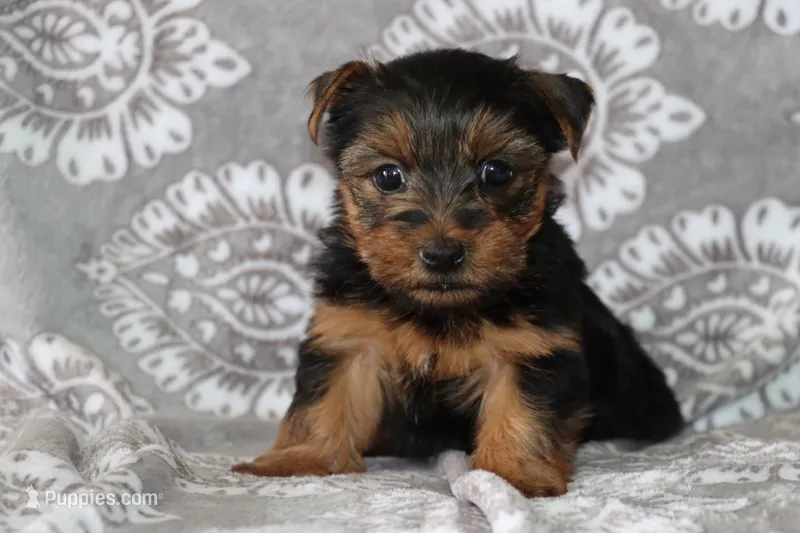 Benji – Yorkshire Terrier puppy for sale in Nappanee, IN