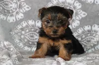 Benji, a male Yorkshire Terrier for sale in Nappanee, IN – 1 of 4