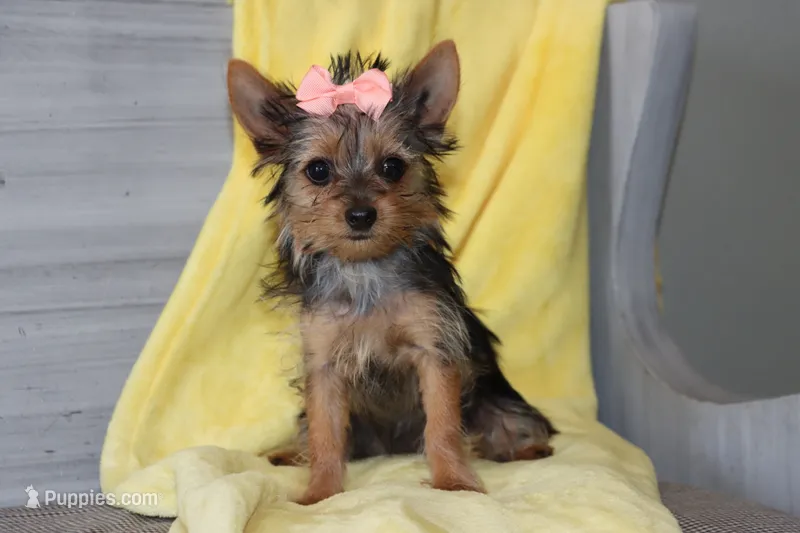 Bailey – Yorkshire Terrier puppy for sale in Nappanee, IN