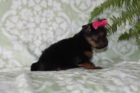 Allie, a female Yorkshire Terrier for sale in Nappanee, IN – 3 of 4