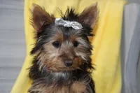 Angie, a female Yorkshire Terrier for sale in Nappanee, IN – 2 of 4
