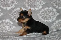 Bessie, a female Yorkshire Terrier for sale in Nappanee, IN – 3 of 4