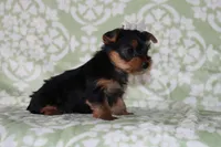Alice , a female Yorkshire Terrier for sale in Nappanee, IN – 4 of 4
