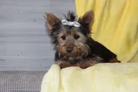 Angie, a female Yorkshire Terrier for sale in Nappanee, IN – 1 of 4