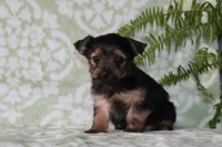 Annie, a female Yorkshire Terrier for sale in Nappanee, IN – 4 of 4