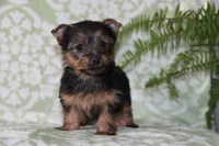 Angie, a female Yorkshire Terrier for sale in Nappanee, IN – 2 of 4