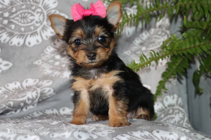 Bessie – Yorkshire Terrier puppy for sale in Nappanee, IN