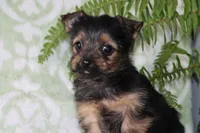 Annie, a female Yorkshire Terrier for sale in Nappanee, IN – 1 of 4