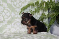 Allie, a female Yorkshire Terrier for sale in Nappanee, IN – 4 of 4