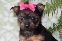 Allie, a female Yorkshire Terrier for sale in Nappanee, IN – 2 of 4