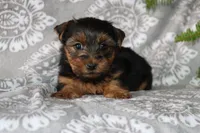 Benji, a male Yorkshire Terrier for sale in Nappanee, IN – 3 of 4