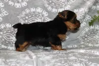Benji, a male Yorkshire Terrier for sale in Nappanee, IN – 4 of 4
