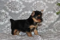 Bessie, a female Yorkshire Terrier for sale in Nappanee, IN – 2 of 4