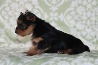Alice , a female Yorkshire Terrier for sale in Nappanee, IN – 3 of 4