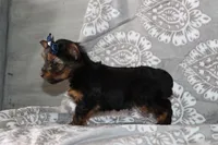 Bailey, a female Yorkshire Terrier for sale in Nappanee, IN – 2 of 4