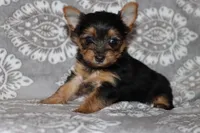 Bessie, a female Yorkshire Terrier for sale in Nappanee, IN – 4 of 4