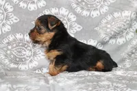 Benji, a male Yorkshire Terrier for sale in Nappanee, IN – 2 of 4