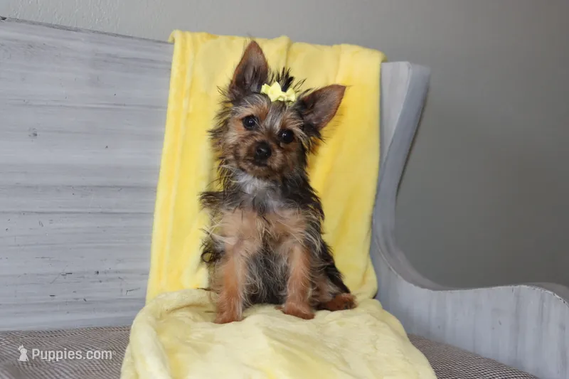 Allie – Yorkshire Terrier puppy for sale in Nappanee, IN