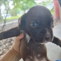 Aspen, a female Cocker Spaniel for sale in Fort Myers, FL – Photo 2 of 3