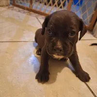 Aspen, a female Cocker Spaniel for sale in Fort Myers, FL – Photo 3 of 3