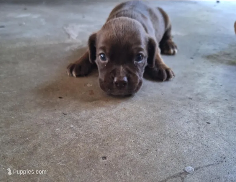 Aspen – Cocker Spaniel puppy for sale in Fort Myers, FL