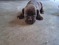 Aspen, a female Cocker Spaniel for sale in Fort Myers, FL – Photo 1 of 3