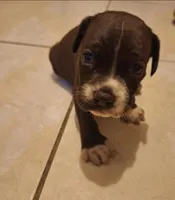 Chai, a male Cocker Spaniel for sale in Fort Myers, FL – Photo 2 of 2