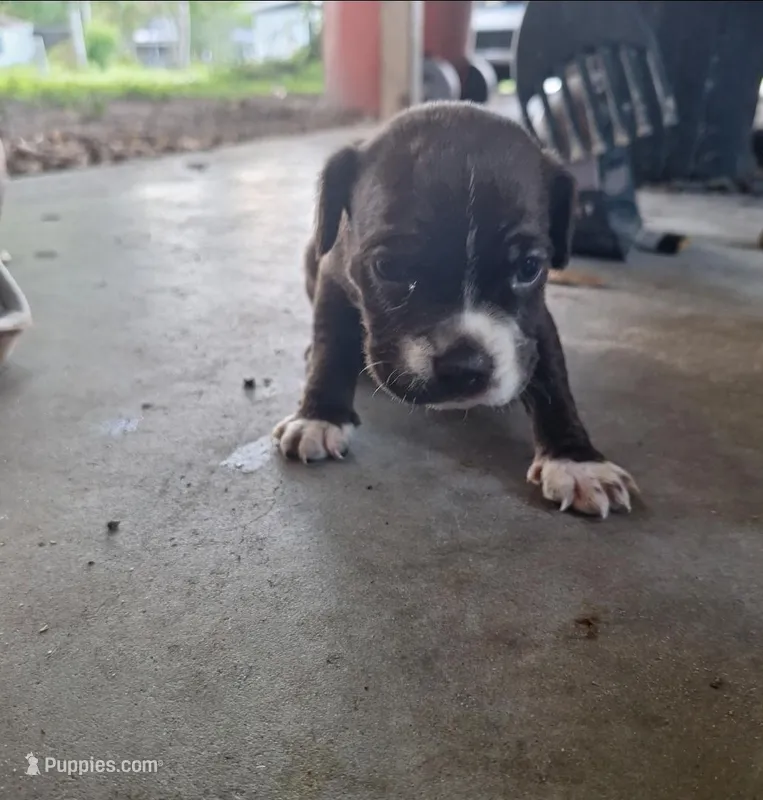Chai – Cocker Spaniel puppy for sale in Fort Myers, FL
