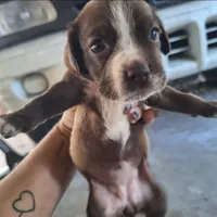 Willow, a female Cocker Spaniel for sale in Fort Myers, FL – Photo 2 of 2