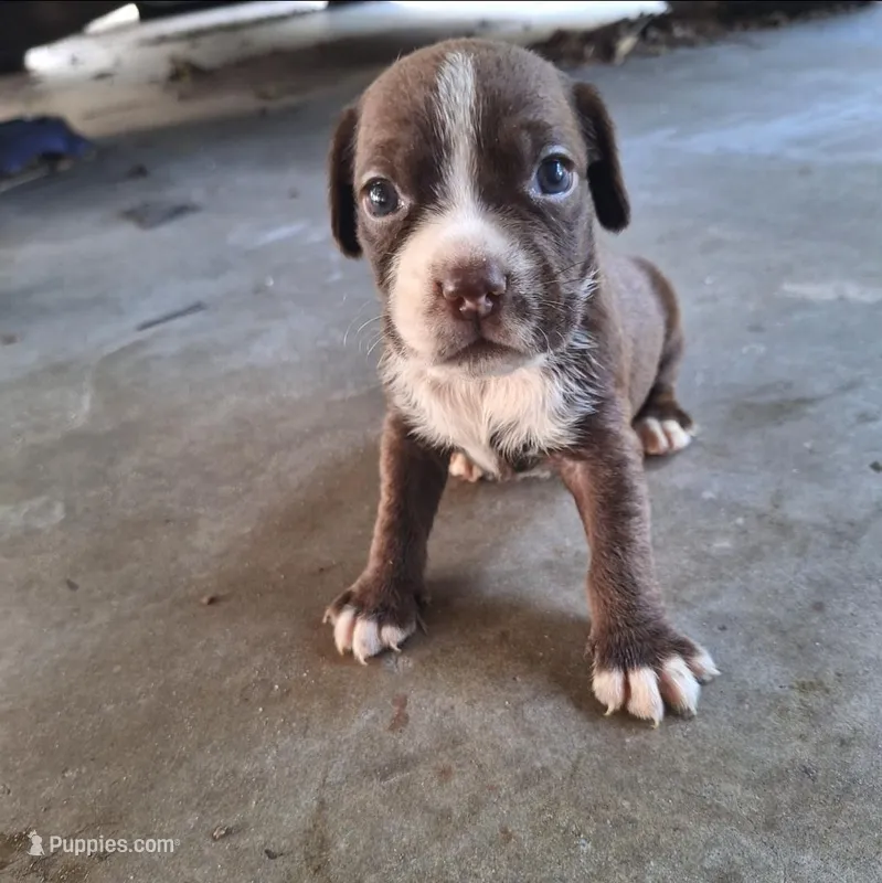 Willow – Cocker Spaniel puppy for sale in Fort Myers, FL
