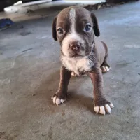 Willow, a female Cocker Spaniel for sale in Fort Myers, FL – Photo 1 of 2