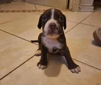 Java, a male Cocker Spaniel for sale in Fort Myers, FL – Photo 3 of 3