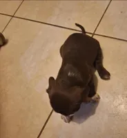 Java, a male Cocker Spaniel for sale in Fort Myers, FL – Photo 2 of 3