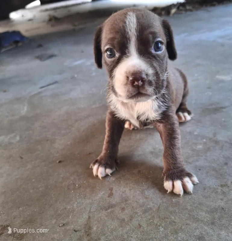 Java – Cocker Spaniel puppy for sale in Fort Myers, FL