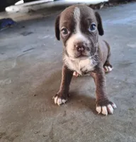 Java, a male Cocker Spaniel for sale in Fort Myers, FL – Photo 1 of 3