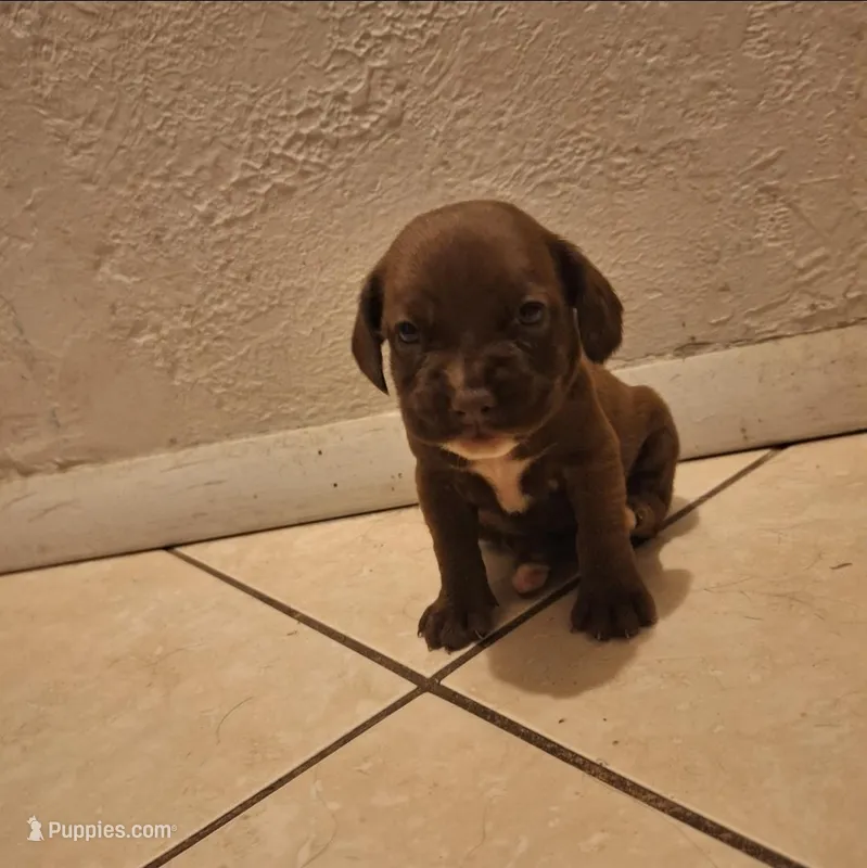 Browny – Cocker Spaniel puppy for sale in Fort Myers, FL