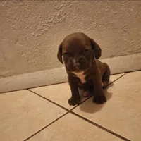 Browny, a female Cocker Spaniel for sale in Fort Myers, FL – Photo 1 of 2