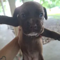Browny, a female Cocker Spaniel for sale in Fort Myers, FL – Photo 2 of 2