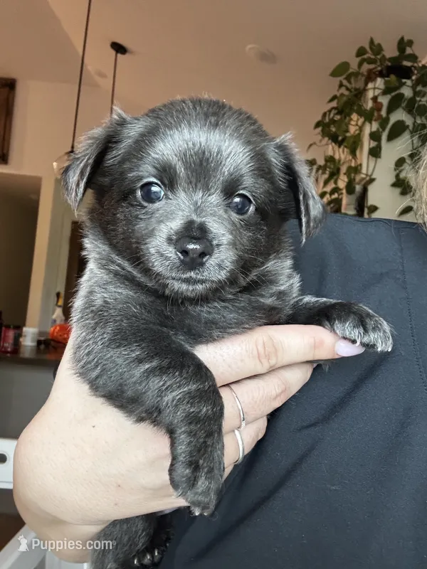 Puppy 2  – Chihuahua puppy for sale in Holly Ridge, NC