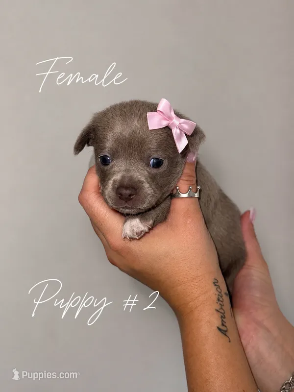Puppy #2  – Chihuahua puppy for sale in Holly Ridge, NC