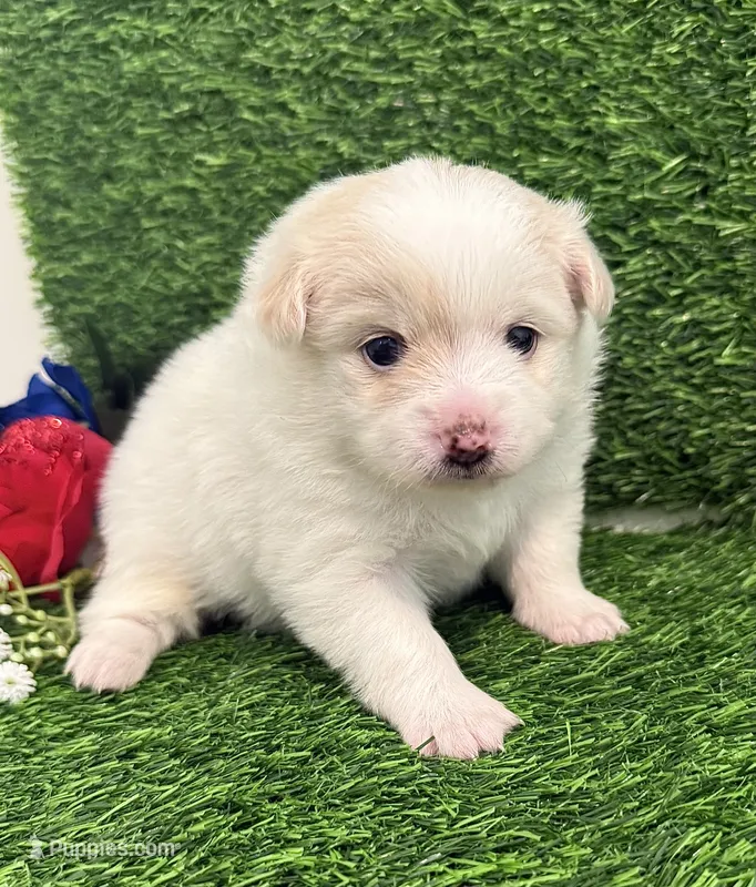Snow – Pomeranian puppy for sale in Wilmington, NC